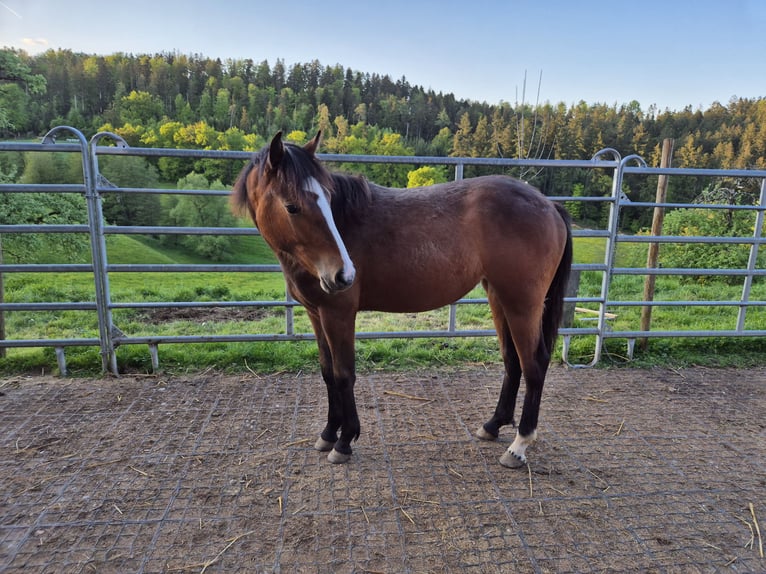 Quarter Pony Stute 1 Jahr 150 cm Brauner in Fichtenberg