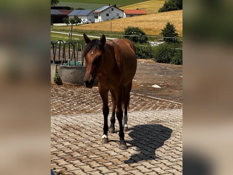 Quarter Pony Mix Stute 1 Jahr 150 cm in Mengkofen