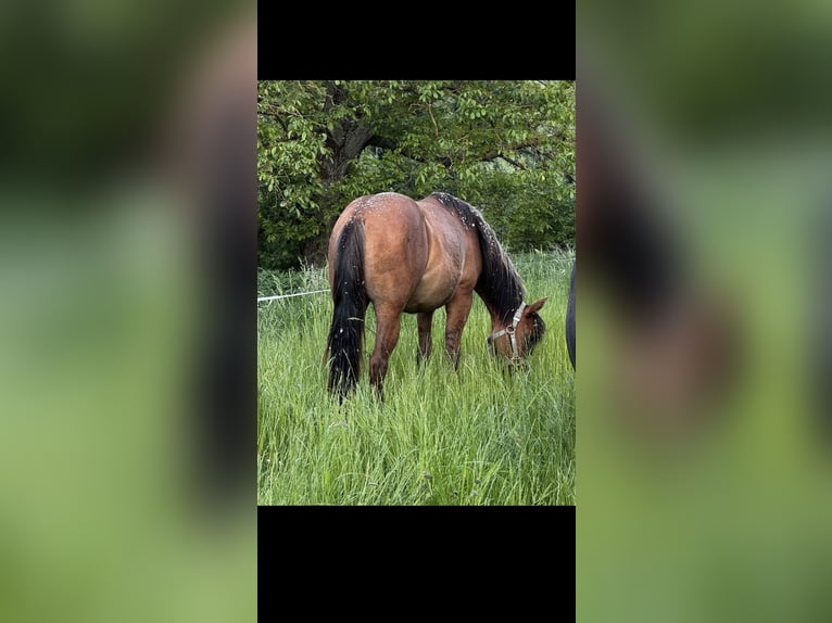 Quarter Pony Mix Stute 1 Jahr 150 cm in Mengkofen