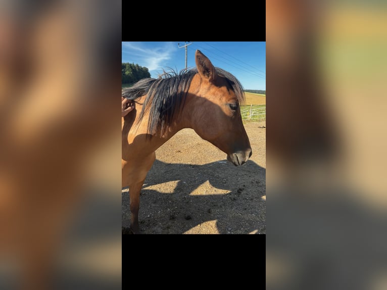 Quarter Pony Mix Stute 1 Jahr 150 cm in Mengkofen
