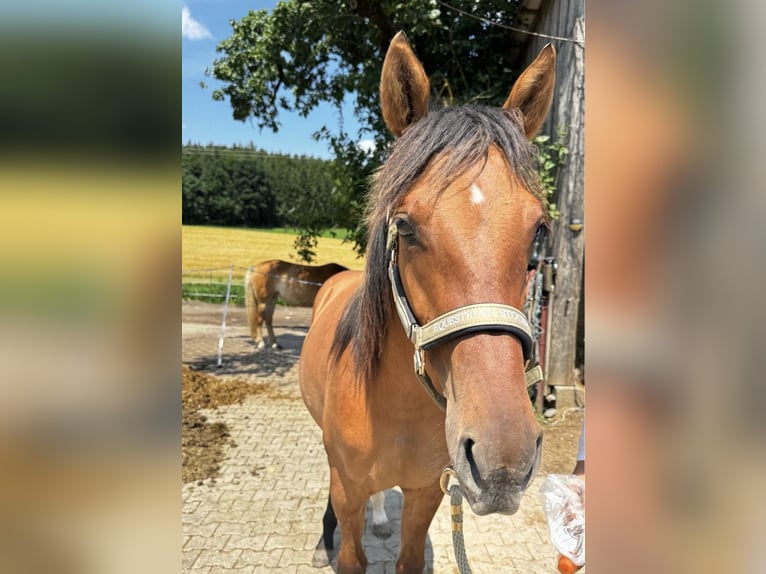 Quarter Pony Mix Stute 1 Jahr 150 cm in Mengkofen