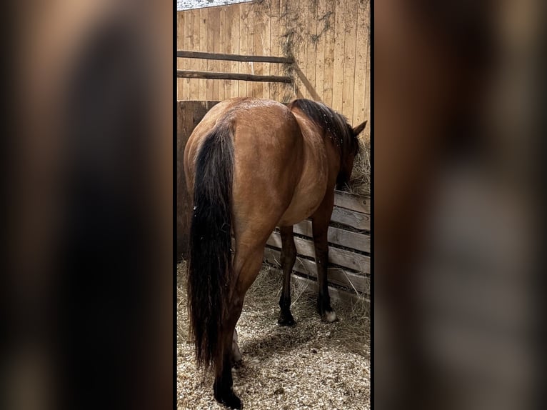 Quarter Pony Mix Stute 1 Jahr 150 cm in Mengkofen