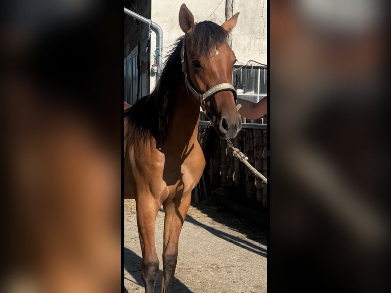 Quarter Pony Mix Stute 1 Jahr 150 cm in Mengkofen