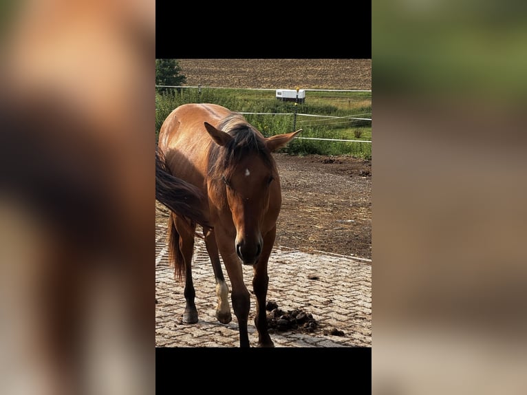 Quarter Pony Mix Stute 1 Jahr 150 cm in Mengkofen
