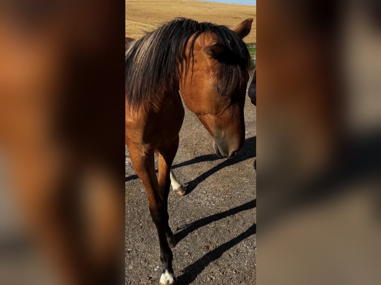 Quarter Pony Mix Stute 1 Jahr 150 cm in Mengkofen