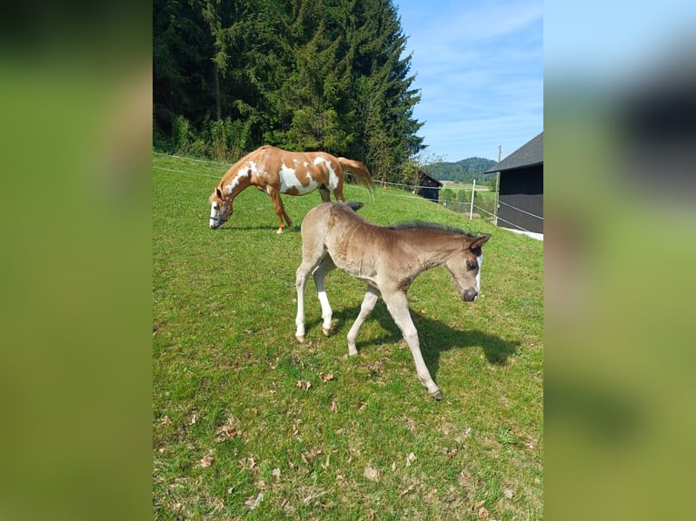 Quarter Pony Stute 1 Jahr 150 cm Rappe in Oberkappel
