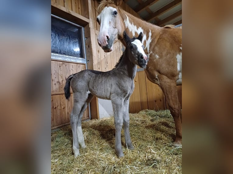 Quarter Pony Stute 1 Jahr 150 cm Rappe in Oberkappel