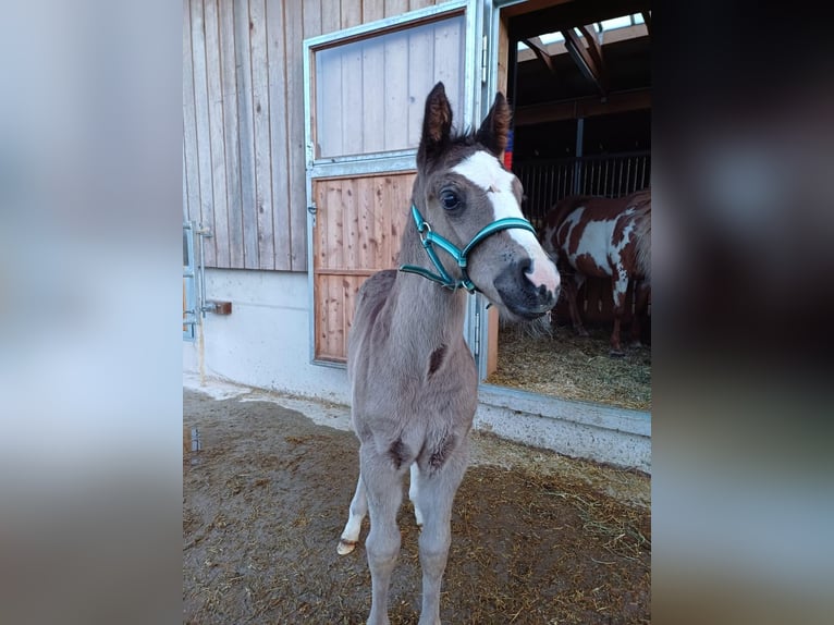 Quarter Pony Stute 1 Jahr 150 cm Rappe in Oberkappel