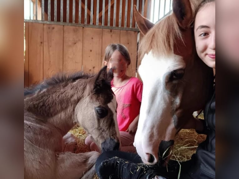 Quarter Pony Stute 1 Jahr 150 cm Rappe in Oberkappel