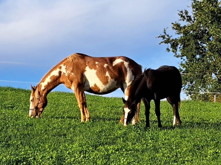 Quarter Pony Stute 1 Jahr 150 cm Rappe in Oberkappel