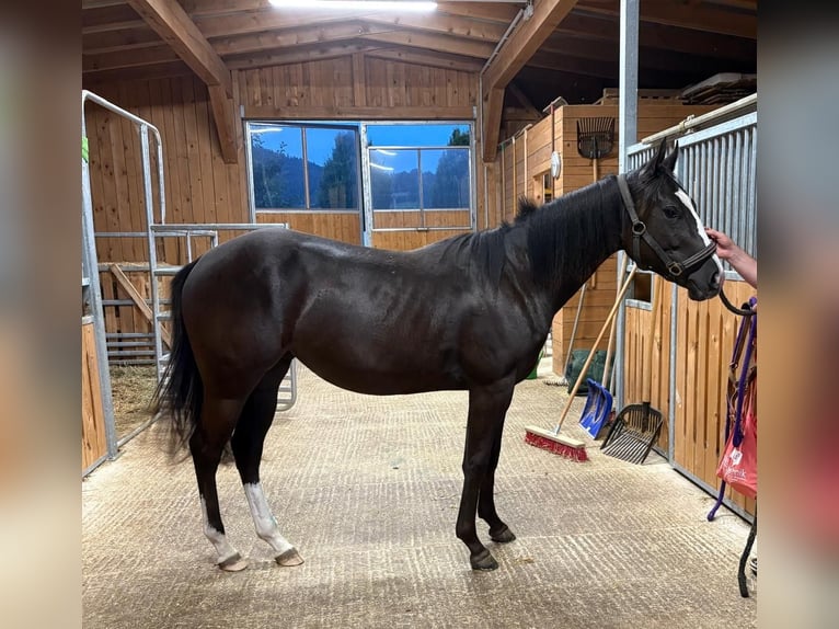 Quarter Pony Stute 1 Jahr 150 cm Rappe in Oberkappel