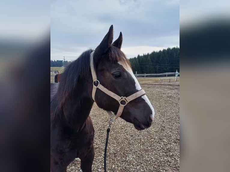 Quarter Pony Stute 1 Jahr 150 cm Rappe in Oberkappel