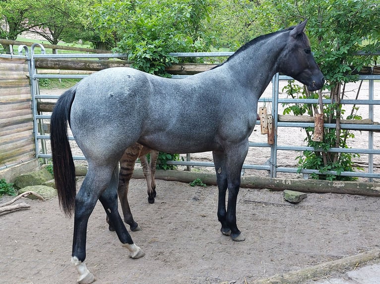 Quarter Pony Stute 1 Jahr 157 cm Roan-Blue in Vlotho