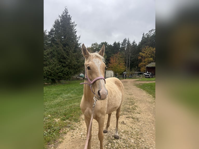 Quarter Pony Mix Stute 1 Jahr Palomino in Sulzbach-Rosenberg