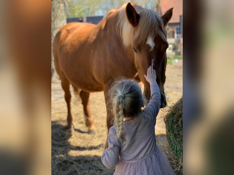 Quarter Pony Mix Stute 20 Jahre 155 cm  in Uplengen