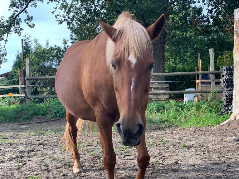 Quarter Pony Mix Stute 20 Jahre 155 cm  in Uplengen