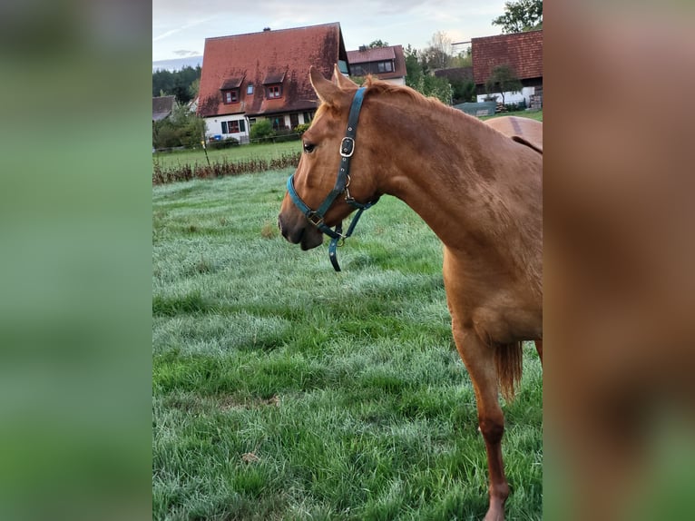 Quarter Pony Stute 2 Jahre 140 cm Red Dun in Pyrbaum