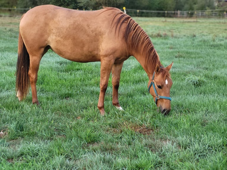 Quarter Pony Stute 2 Jahre 140 cm Red Dun in Pyrbaum