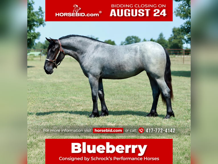 Quarter Pony Mix Stute 2 Jahre 142 cm Roan-Blue in Purdy