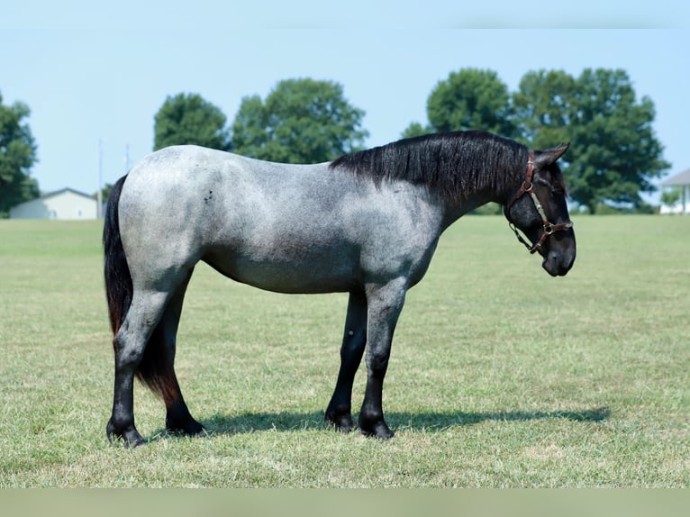 Quarter Pony Mix Stute 2 Jahre 142 cm Roan-Blue in Purdy