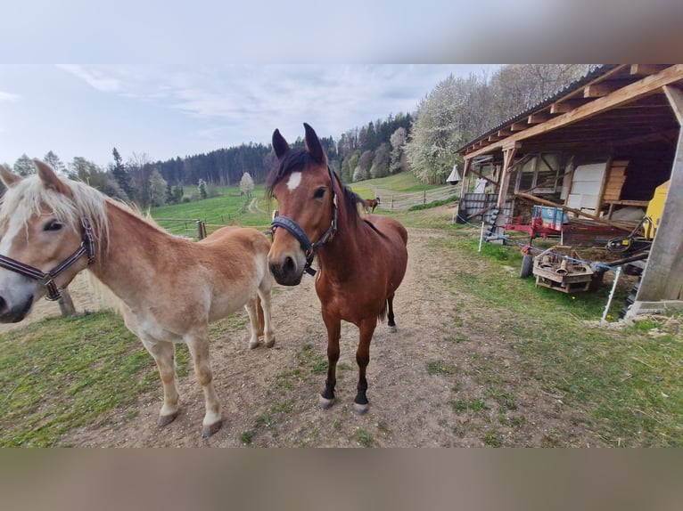 Quarter Pony Mix Stute 2 Jahre 150 cm Brauner in Vasoldsberg