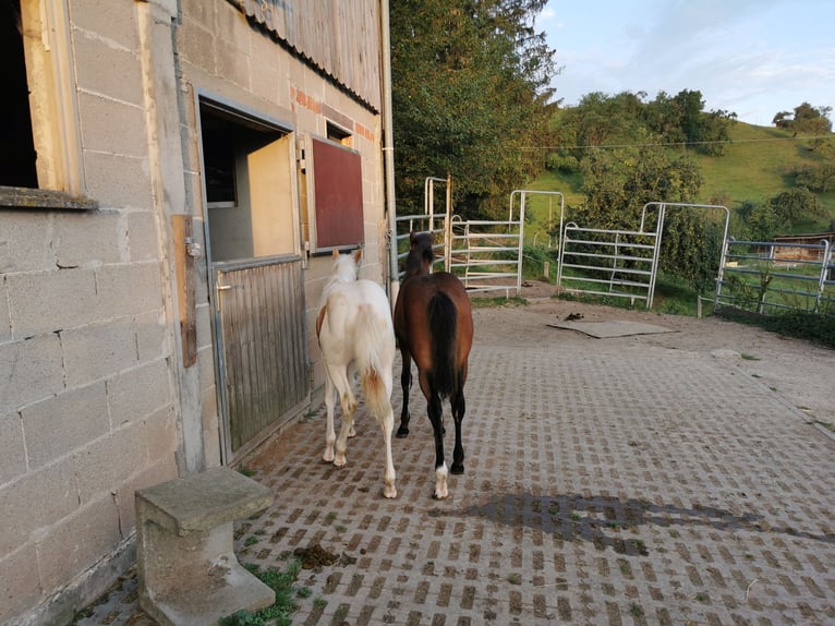 Quarter Pony Stute 2 Jahre 150 cm Brauner in Fichtenberg
