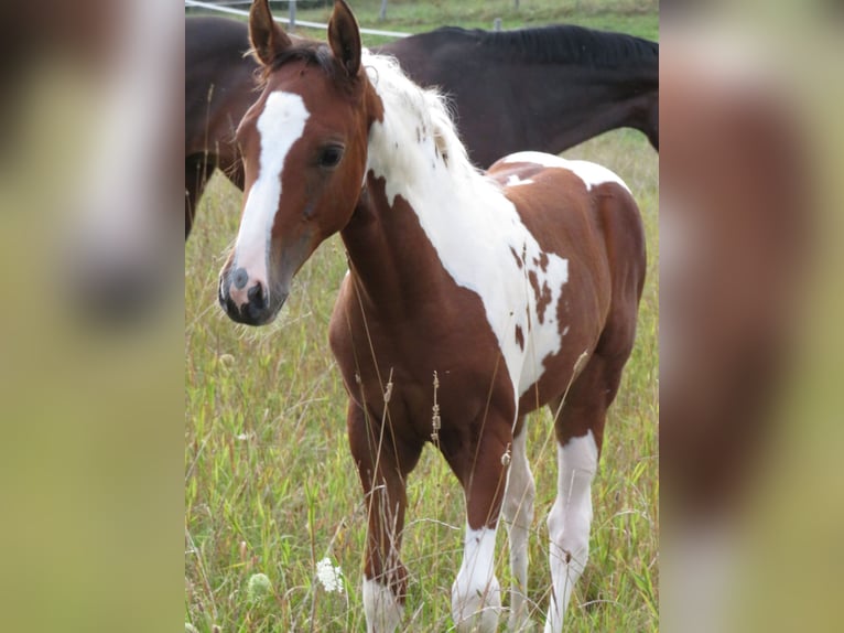Quarter Pony Stute 2 Jahre 153 cm Schecke in Ilmtal