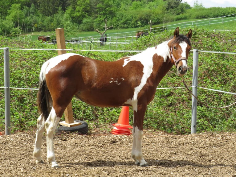 Quarter Pony Stute 2 Jahre 153 cm Schecke in Ilmtal
