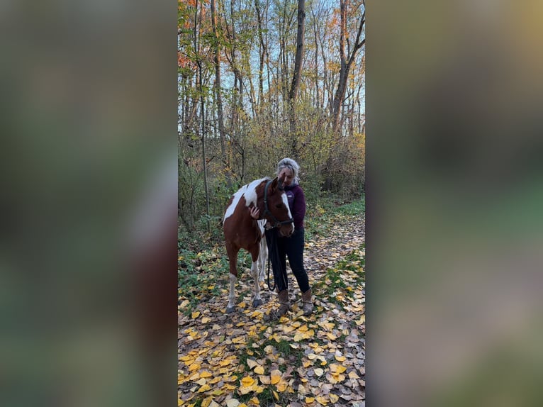 Quarter Pony Stute 2 Jahre 153 cm Schecke in Ilmtal