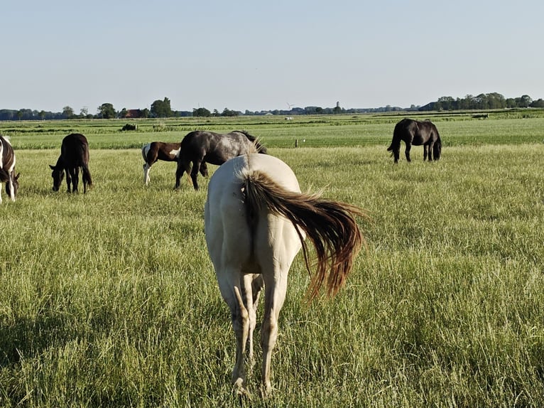 Quarter Pony Mix Stute 2 Jahre 160 cm Champagne in Tzummarum