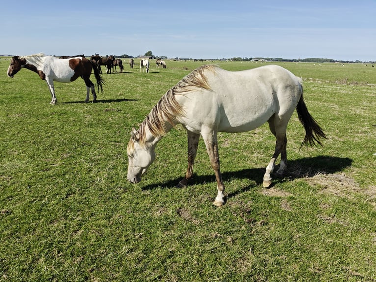 Quarter Pony Mix Stute 2 Jahre 160 cm Champagne in Tzummarum