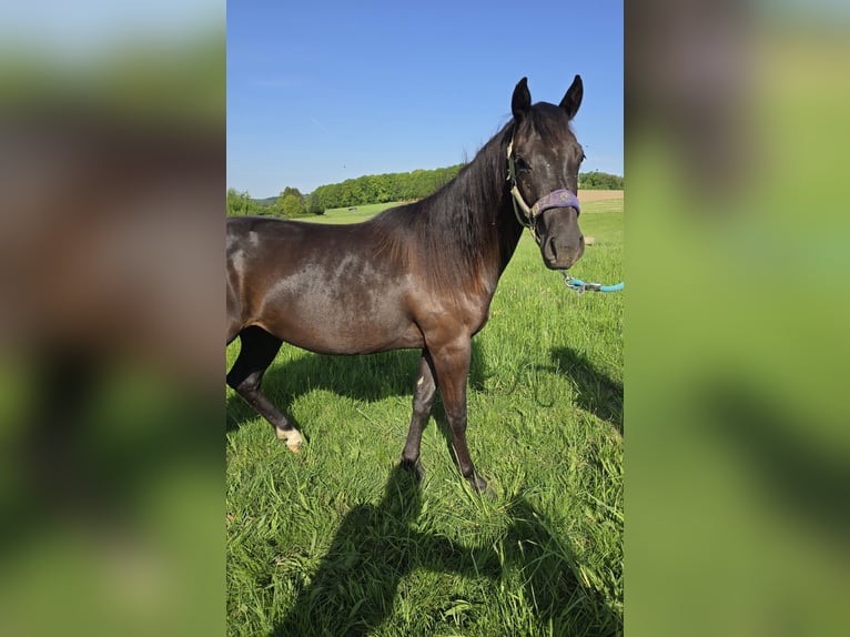 Quarter Pony Stute 2 Jahre in Waldbröl