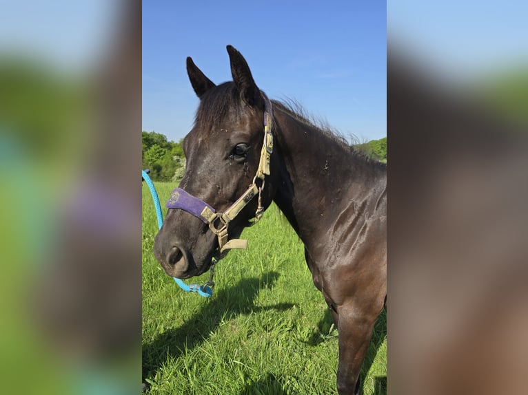 Quarter Pony Stute 2 Jahre in Waldbröl