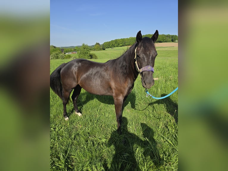 Quarter Pony Stute 2 Jahre in Waldbröl