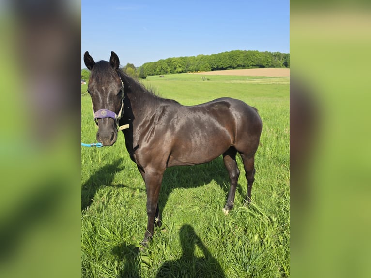 Quarter Pony Stute 2 Jahre in Waldbröl