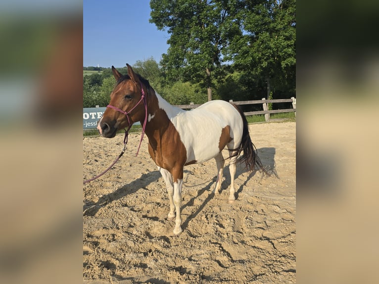 Quarter Pony Stute 3 Jahre 135 cm Schecke in K&#xF6;rle