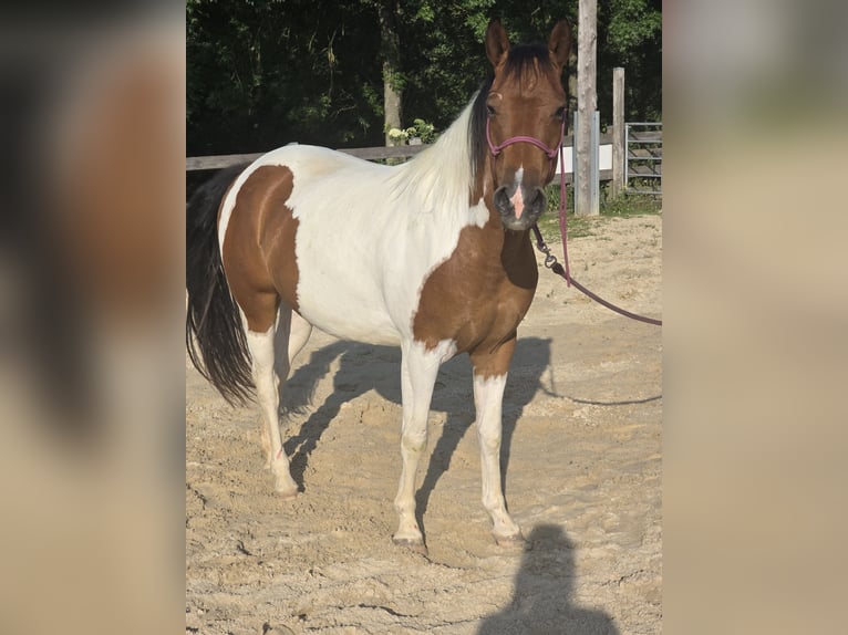 Quarter Pony Stute 3 Jahre 135 cm Schecke in K&#xF6;rle