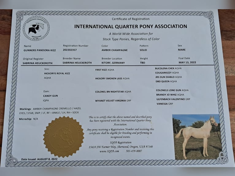 Quarter Pony Stute 3 Jahre 140 cm Champagne in Bayerbach
