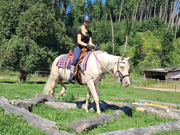 Quarter Pony Stute 3 Jahre 140 cm Champagne in Bayerbach