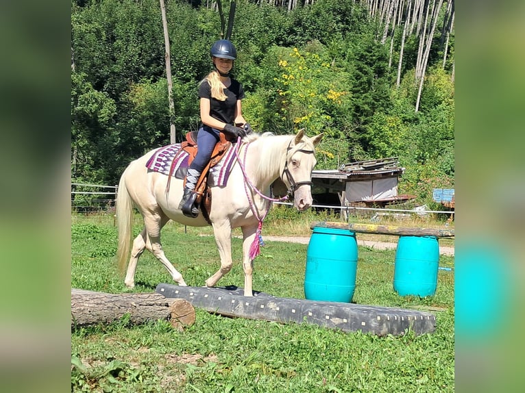 Quarter Pony Stute 3 Jahre 140 cm Champagne in Bayerbach