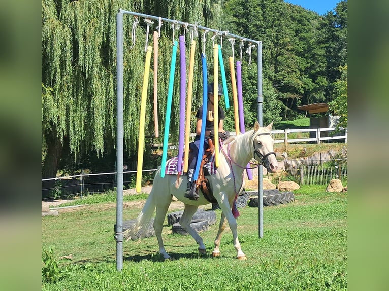 Quarter Pony Stute 3 Jahre 140 cm Champagne in Bayerbach