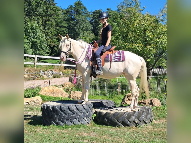 Quarter Pony Stute 3 Jahre 140 cm Champagne in Bayerbach