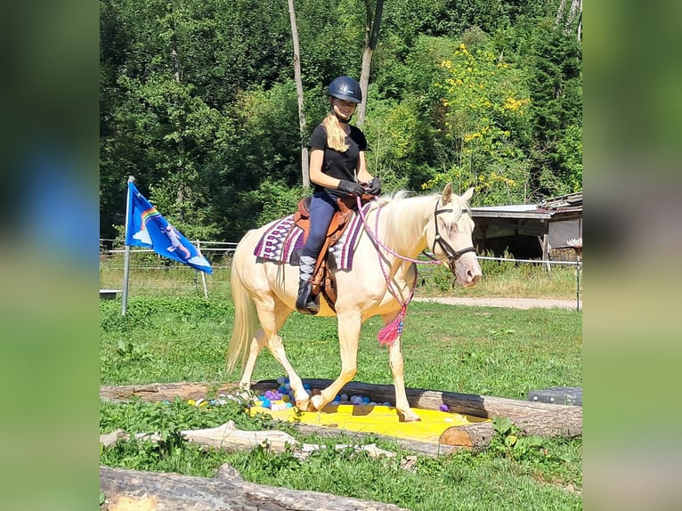 Quarter Pony Stute 3 Jahre 140 cm Champagne in Bayerbach