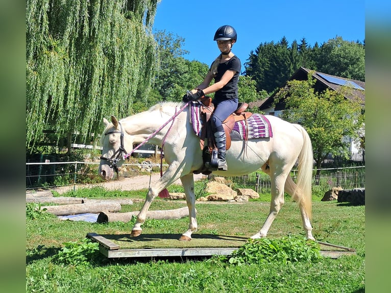 Quarter Pony Stute 3 Jahre 140 cm Champagne in Bayerbach