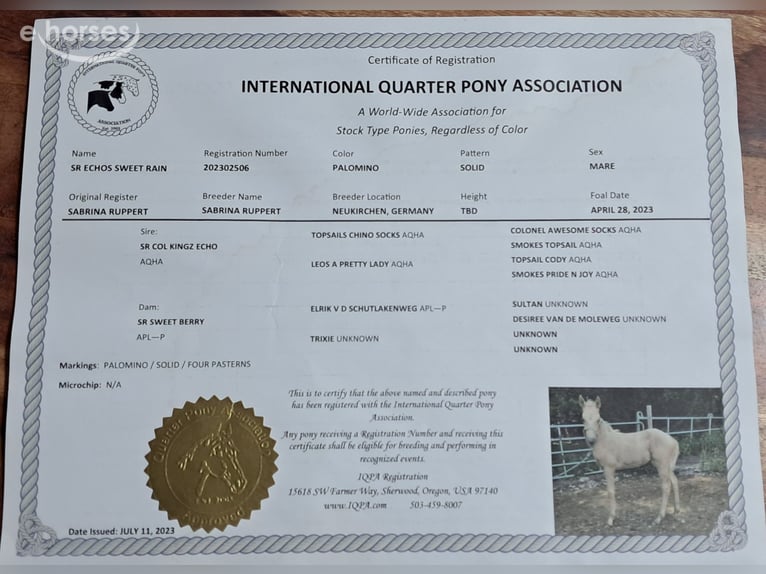 Quarter Pony Stute 3 Jahre 142 cm Palomino in Bayerbach