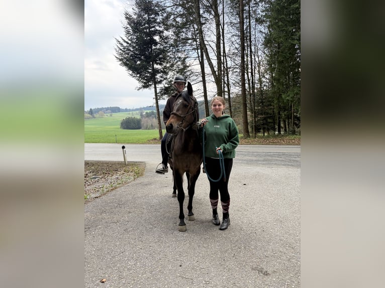 Quarter Pony Stute 3 Jahre 145 cm Brauner in Esternberg