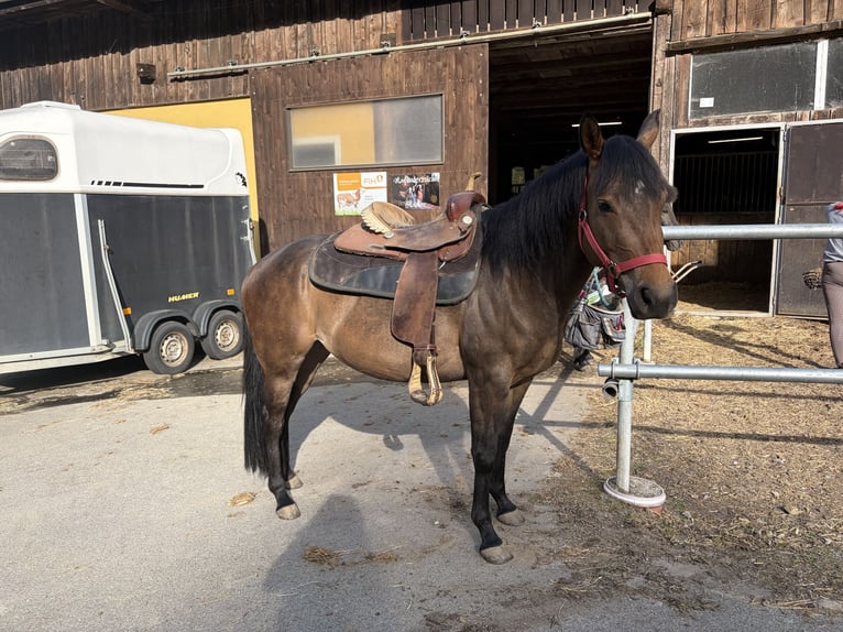 Quarter Pony Stute 3 Jahre 145 cm Brauner in Esternberg
