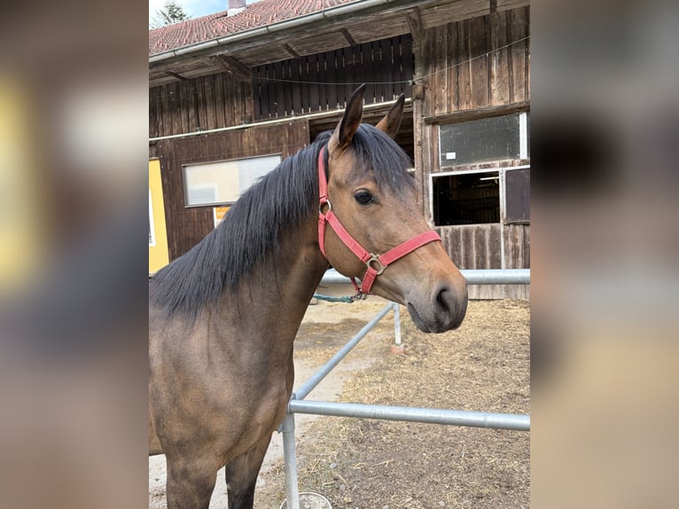 Quarter Pony Stute 3 Jahre 145 cm Brauner in Esternberg