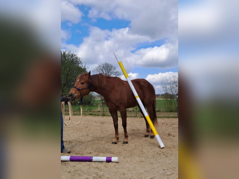 Quarter Pony Stute 3 Jahre 150 cm Fuchs in Lage