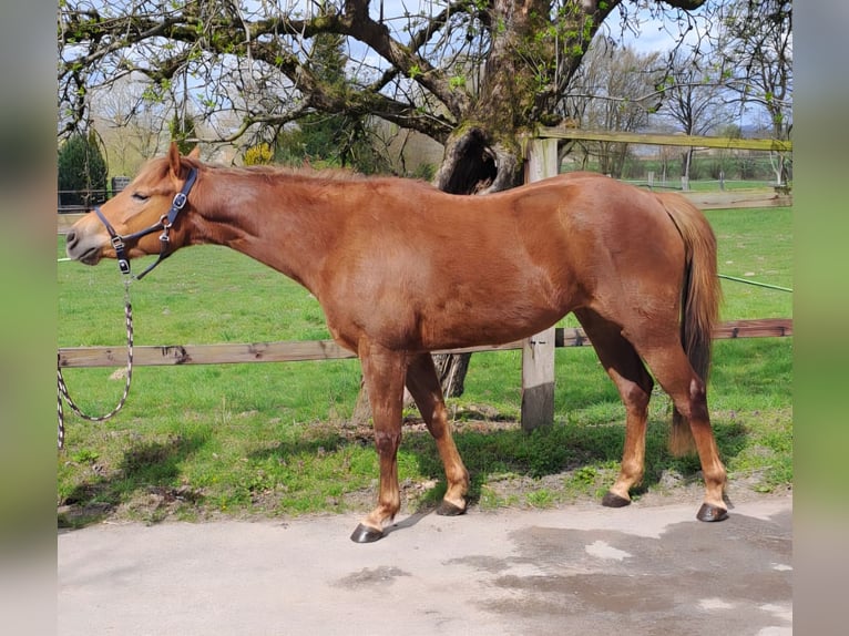 Quarter Pony Stute 3 Jahre 150 cm Fuchs in Lage
